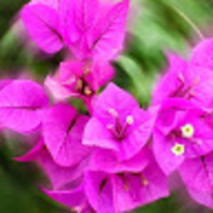 Meet your Posher, Marisa